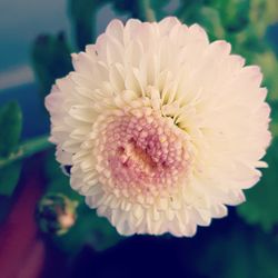 Close-up of dahlia blooming outdoors