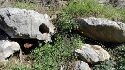 Rocks on grass