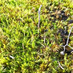 Close-up of fresh green plants in field
