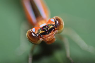 Close-up of insect