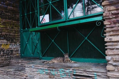 Cat sitting on a wall