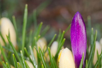 Close-up of purple crocus flower