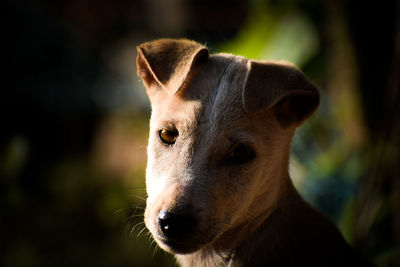 Close-up portrait of a dog looking away