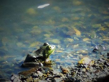 Close-up of bird in water