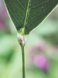 Close-up of water drop on leaf