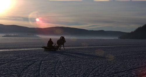 Rear view of horse sledding on snow