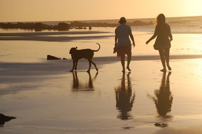 Two dogs walking on beach