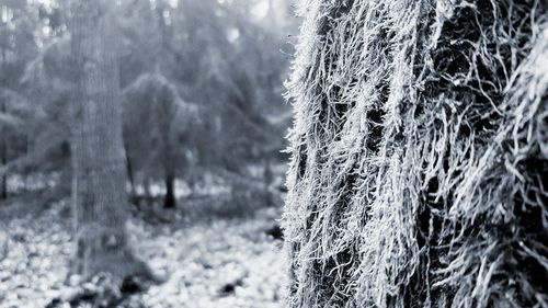 Close-up of pine trees in forest during winter