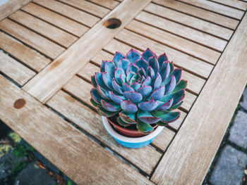 High angle view of potted plant on table