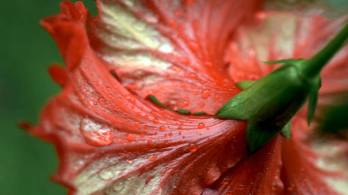 Close-up of wet hibiscus flower