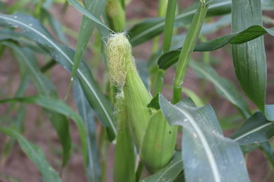 Close-up of water drops on plant