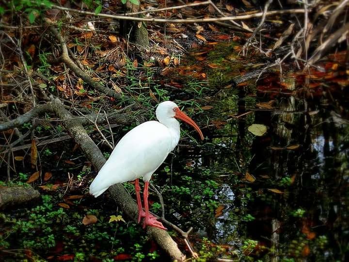 CLOSE-UP OF BIRD PERCHING ON PLANTS