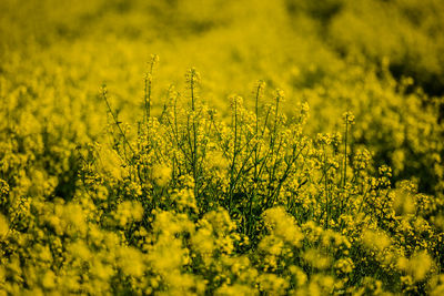 Yellow flowering plants on field