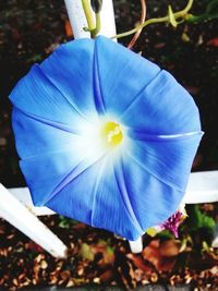 Close-up of purple flower