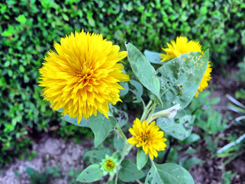 Close-up of yellow flowering plant