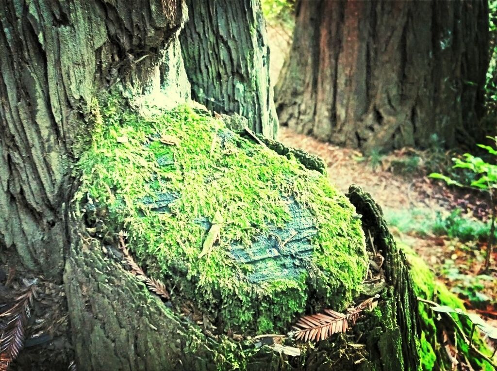 tree, tree trunk, forest, growth, nature, tranquility, plant, beauty in nature, green color, moss, tranquil scene, wood - material, day, outdoors, woodland, green, scenics, no people, branch, rock - object