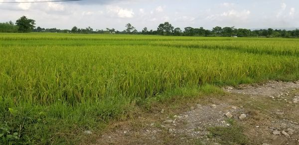 Scenic view of agricultural field against sky