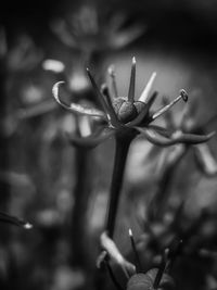 Close-up of wilted flower