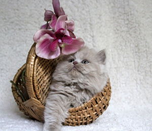 Close-up of cat in basket