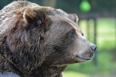 Close-up of an animal looking away