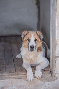 Portrait of dog sitting on floor