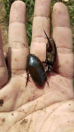 Close-up of insect on hand