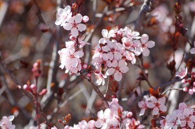 Close-up of pink cherry blossom