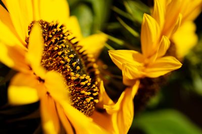 Close-up of sunflower