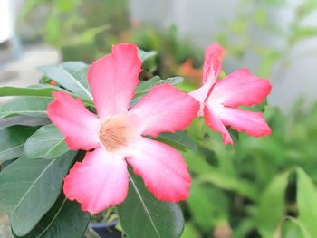 Close-up of pink flowering plant