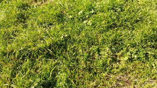 Full frame shot of grass on field