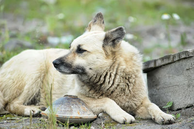 View of a dog looking away