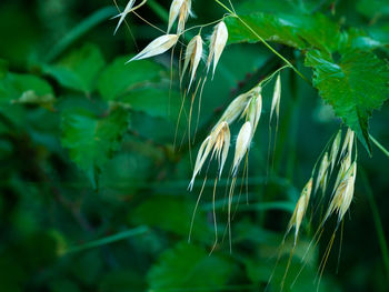 Close-up of crops growing on field