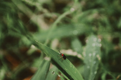 Close-up of insect on plant