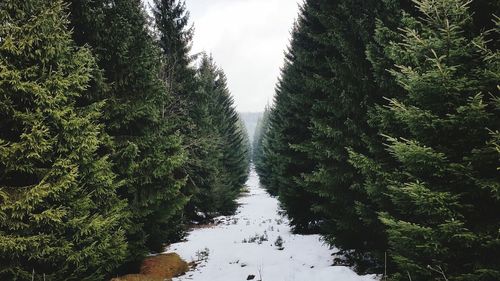 Trees in forest