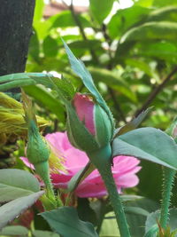 Close-up of plant