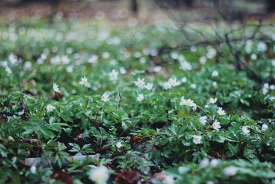 Close-up of plant growing on field