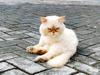 Cat sitting on footpath