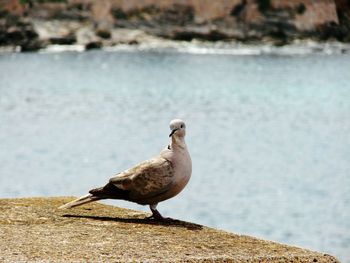 Close-up of bird perching on retaining wall by sea