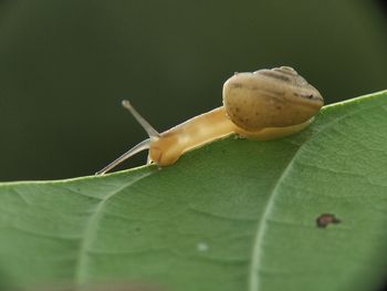 Close-up of snail on leaf