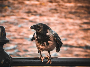 Close-up of bird perching