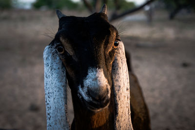 Close-up of an animal