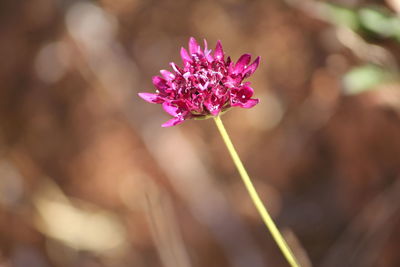 Close-up of flower growing outdoors