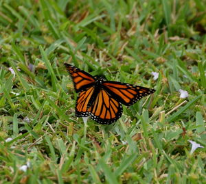 Butterfly on flower