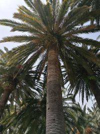 Low angle view of palm tree against sky