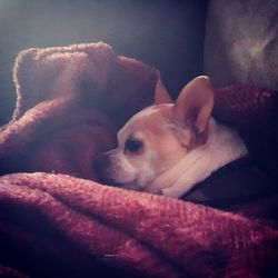 Close-up of dog relaxing at home