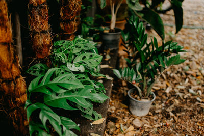 High angle view of potted plant on field