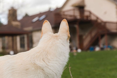 Close-up of dog outdoors