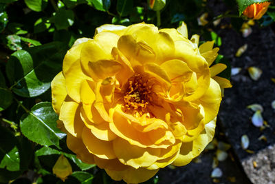 Close-up of yellow rose flower