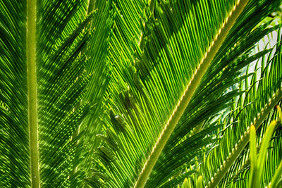 Close-up of palm tree