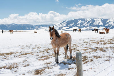 Horse standing on snow covered landscape